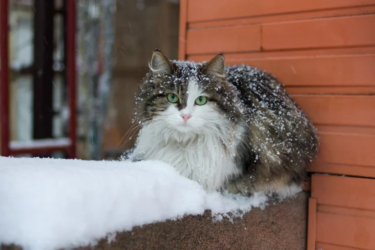 Title: Watertown’s Whiskers: The Real Victims of Our Crappy Economy